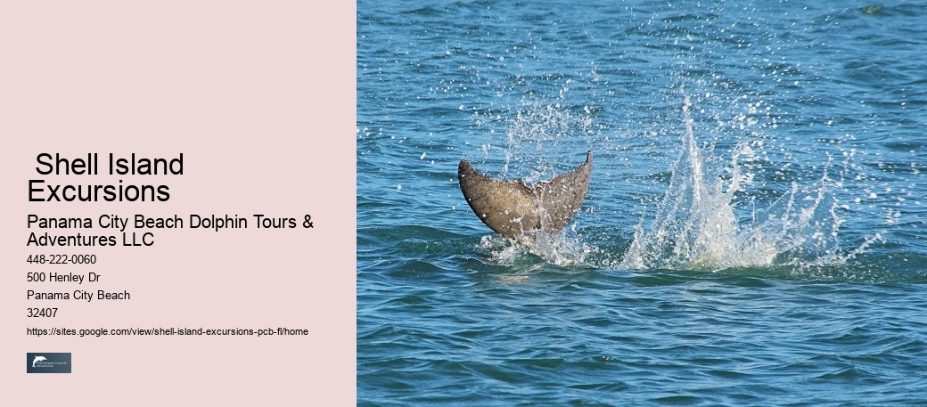 Shell Island Excursions